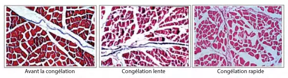 Coupe transversale d'un muscle de lapin - INTARCON