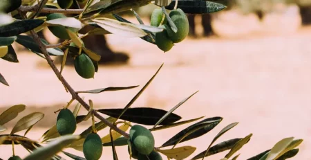 Refrigeración en la producción de aceite de oliva - INTARCON