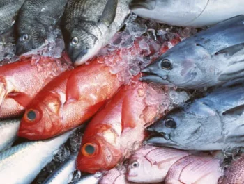 industria pesquera - INTARCON